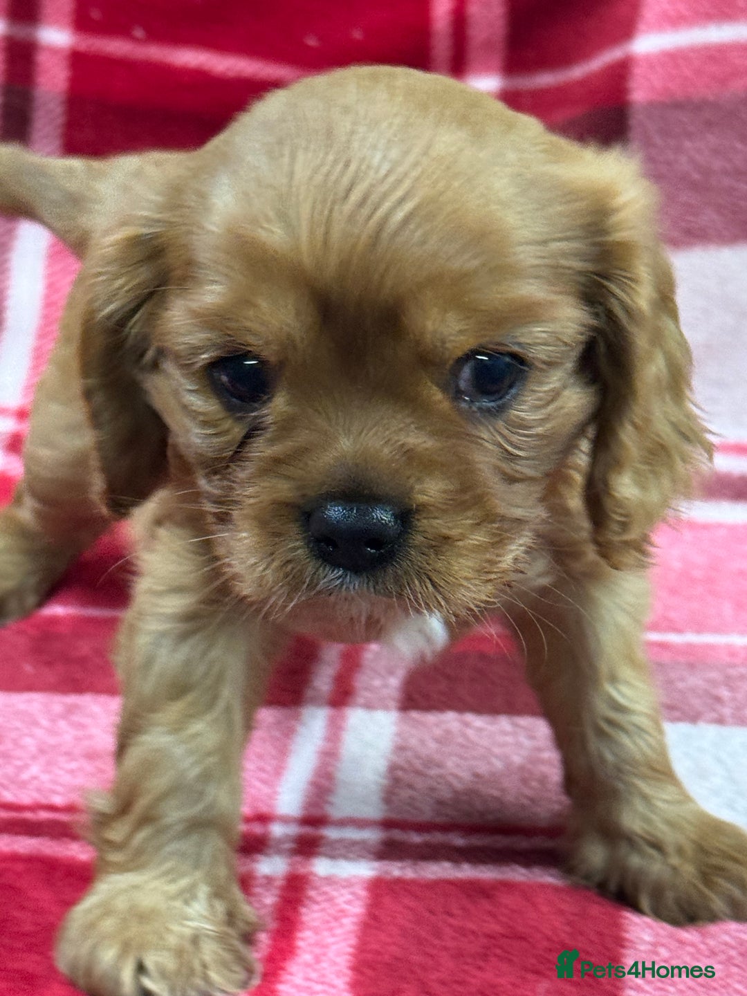 Cavalier King Charles Spaniel dogs for sale: Cavalier King Charles pups  - Advert 22