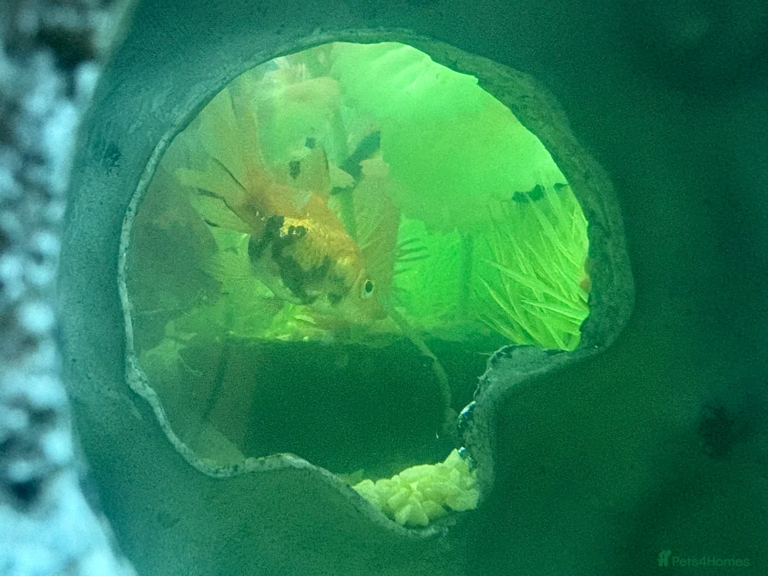 Fancy Goldfish fish for sale: 3 fancy goldfish and 1 barb - Advert 4