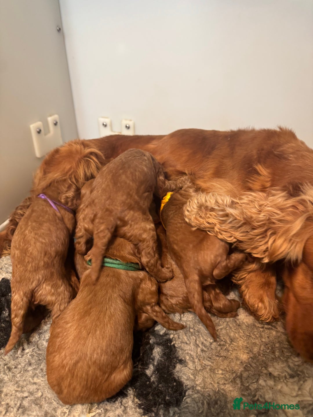 Cockapoo dogs for sale: 5⭐️ licensed. F1 health tested cockapoos RED  - Advert 3