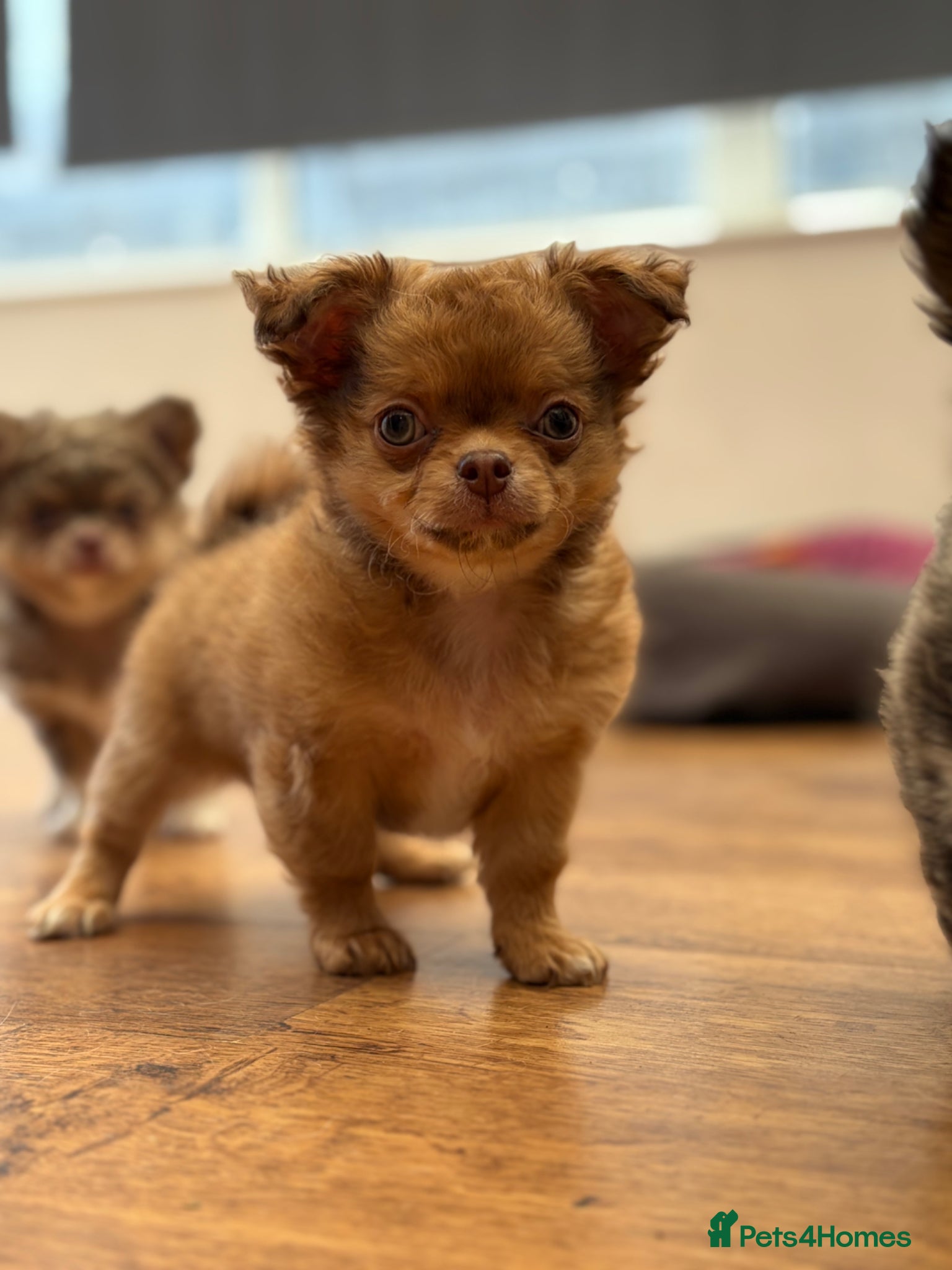 Chihuahua dogs Beautiful KC male puppy available 😍😍 - Advert 16