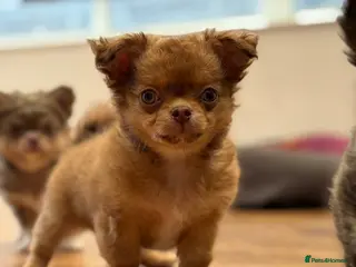 Chihuahua dogs Beautiful KC male puppy available 😍😍 - Advert 16