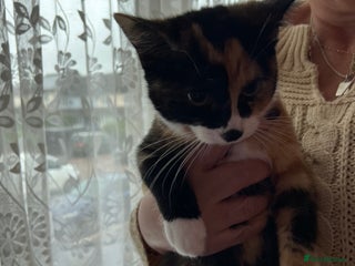 Mixed Breed cats Two female kittens that need a new home (together) - Advert 1