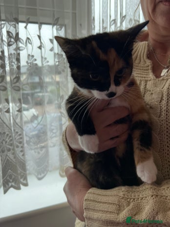 Mixed Breed cats Two female kittens that need a new home (together) - Advert 1