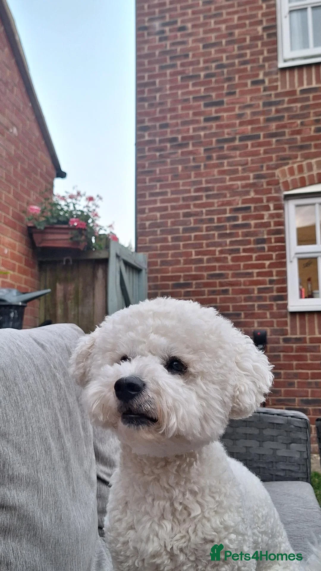 Bichon Frise dogs for stud: Bichon frise for stud only, not for sale. - Advert 2