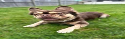 French Bulldog dogs for stud: RFG 0 & FBCE - Koda Bear - Full Fluffy Rojo & Tan - Advert 5