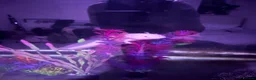 Axolotl reptiles for sale: Dirty leucistic axolotl in Sleaford - Advert 1