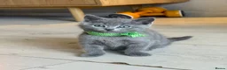 Mixed Breed cats for sale: Cute kittens - Advert 19