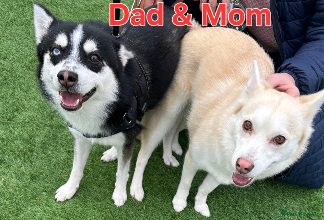 Pomsky dogs for sale: 🐾 New Year Pomsky Puppies – Mini Husky 🐾 - Advert 4