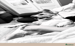 Jack Russell dogs for stud: My Gorgeous blue merle miniature jack  - Image 8