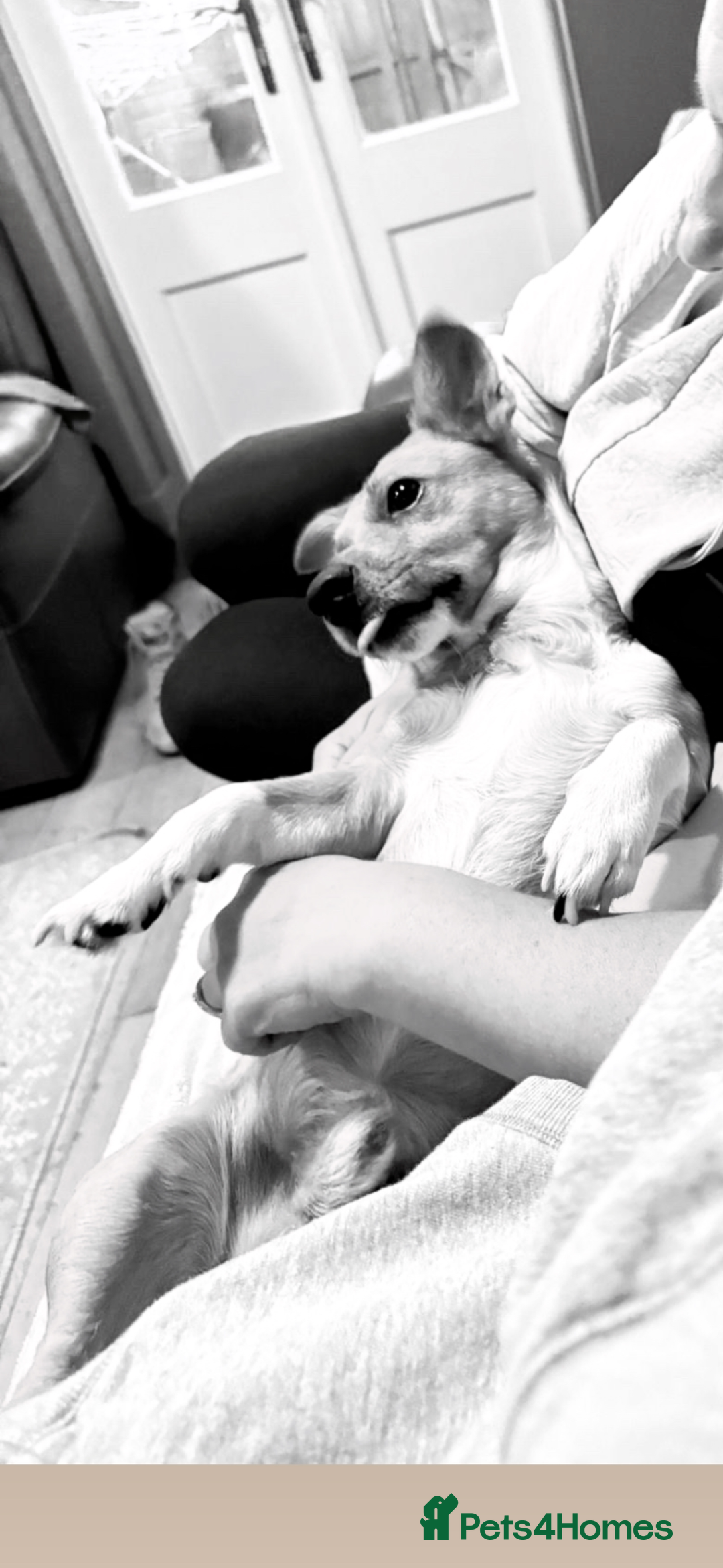 Jack Russell dogs for stud: My Gorgeous blue merle miniature jack  - Image 8