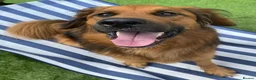 German Shepherd dogs for adoption: Harley is looking for a new forever home  in Castleford - Advert 12