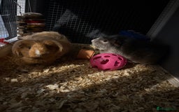 Guinea Pig rodents for sale: Two girls ‘ ivy and iris  - Image 13