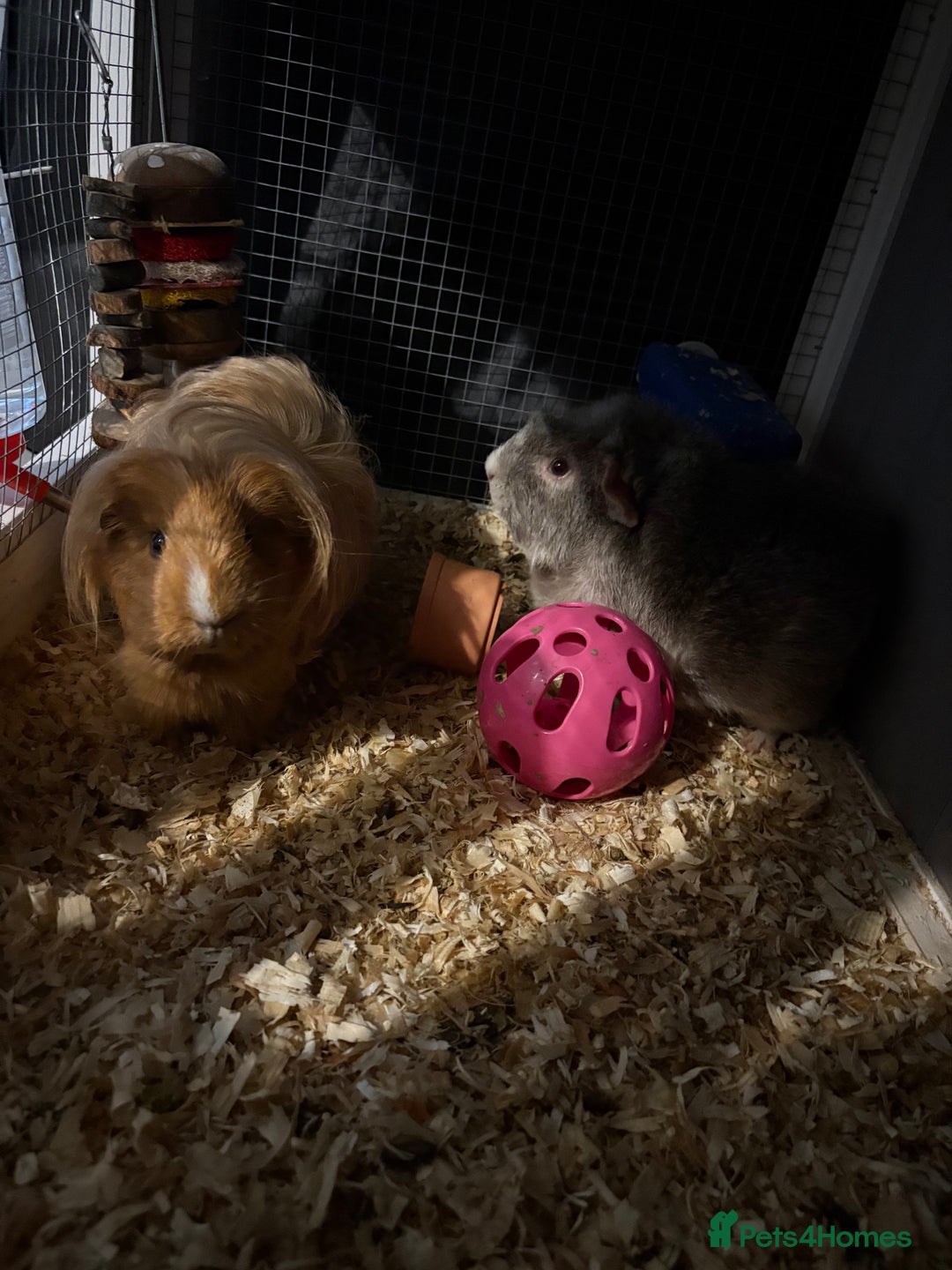 Guinea Pig rodents for sale: Two girls ‘ ivy and iris  - Image 13