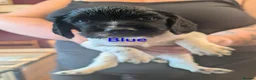 English Springer Spaniel dogs for sale: KC registered English Springer spaniels - Advert 3