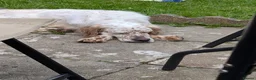 English Setter dogs for adoption: Lar   in Crawley - Advert 6