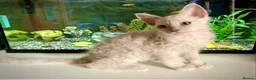 LaPerm cats for sale: Cuddly, curly-coated LaPerm kittens. - Advert 30