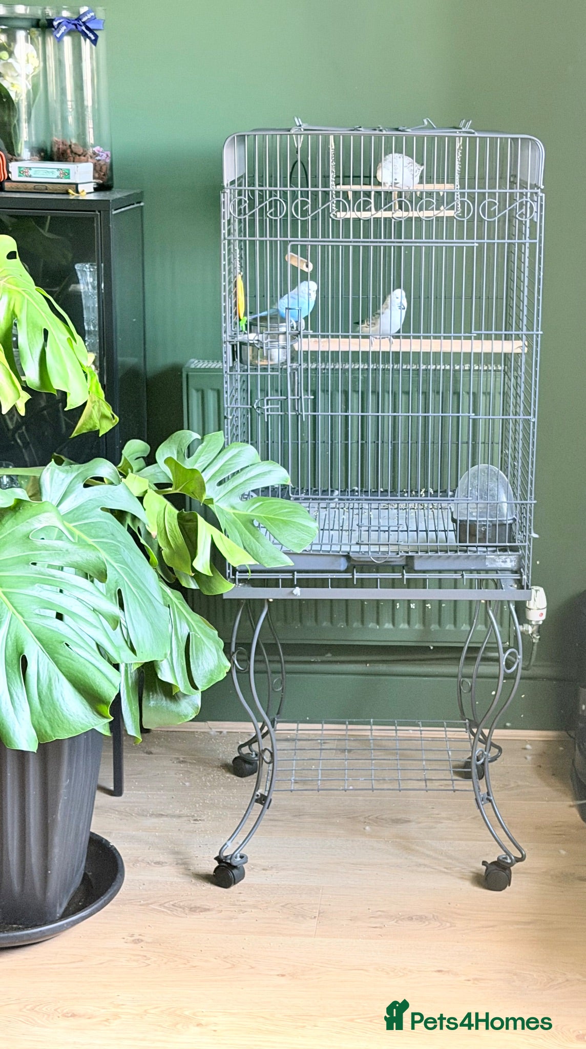 Lovebirds birds 3 Tame Budgies + Large Cage & Stand   - Advert 4