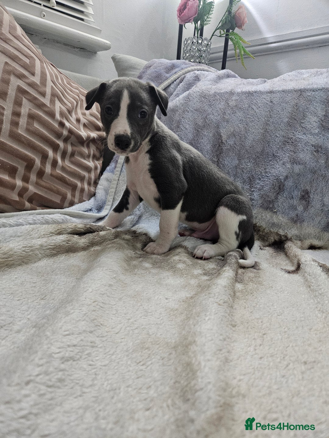 Whippet dogs for sale: KENNEL CLUB WHIPPETS  - Advert 17