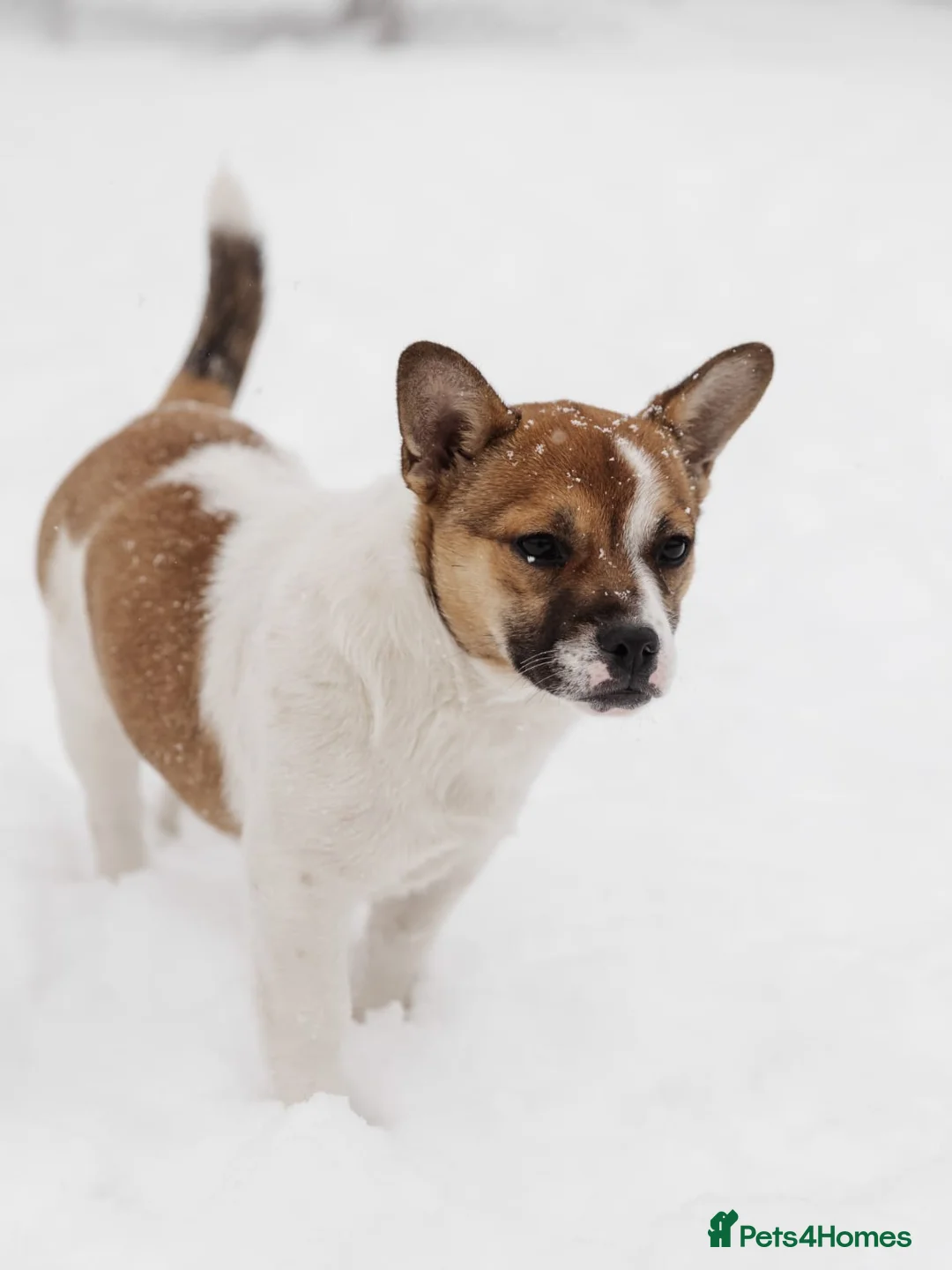 Mixed Breed dogs for adoption: 💖🐶 DEMI-MOON 🐶💖 - Advert 22