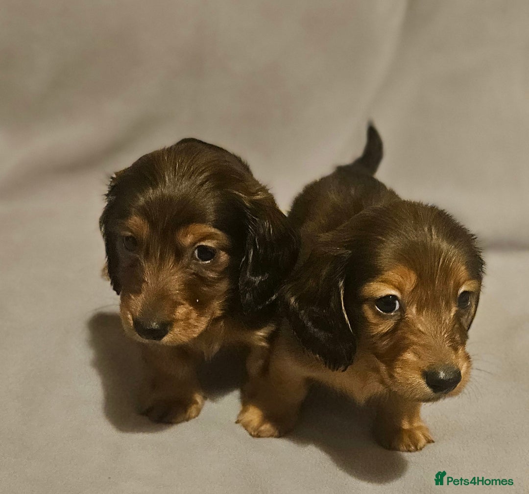 Miniature Dachshund dogs for sale: Longhaired miniature puppies - Advert 6