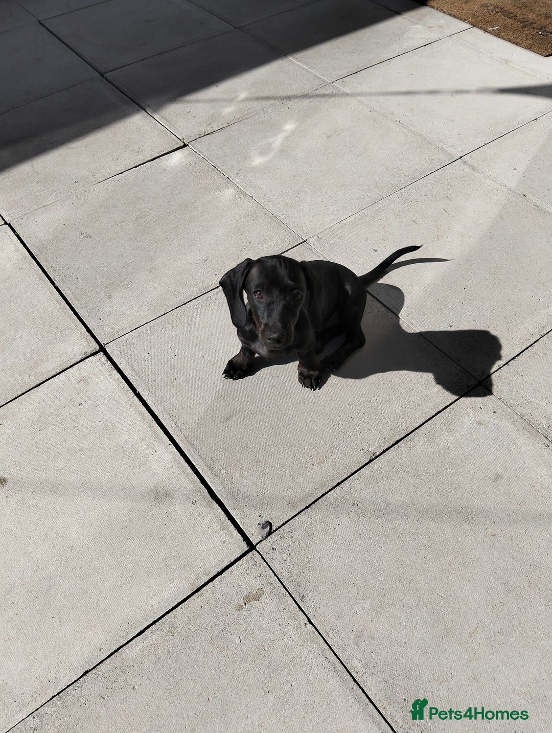 Miniature Dachshund dogs for sale: 2 beautiful dachshunds left  - Image 12