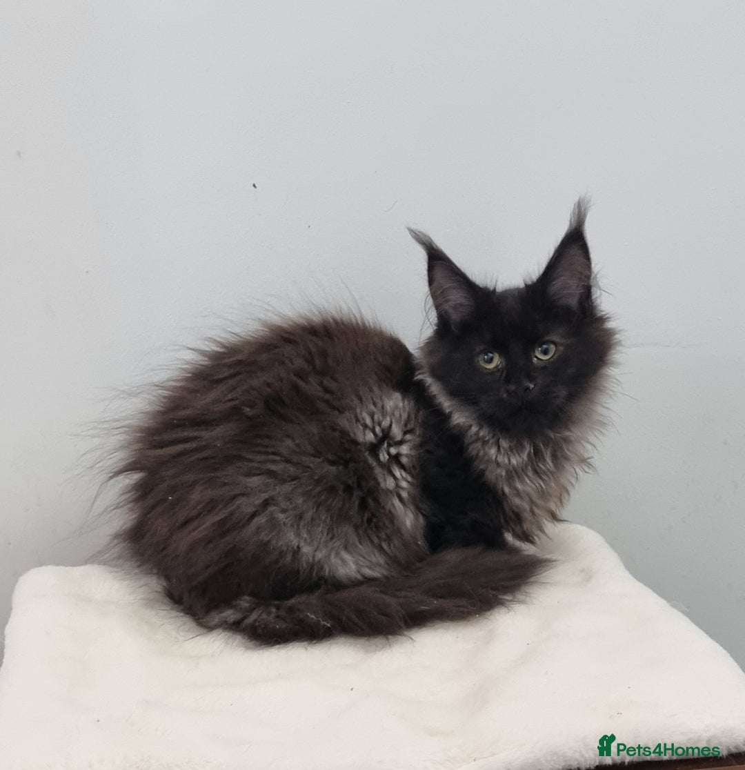 Maine Coon cats for sale: Pedigree Maine Coon Kittens GCCF REGISTERED  - Advert 30