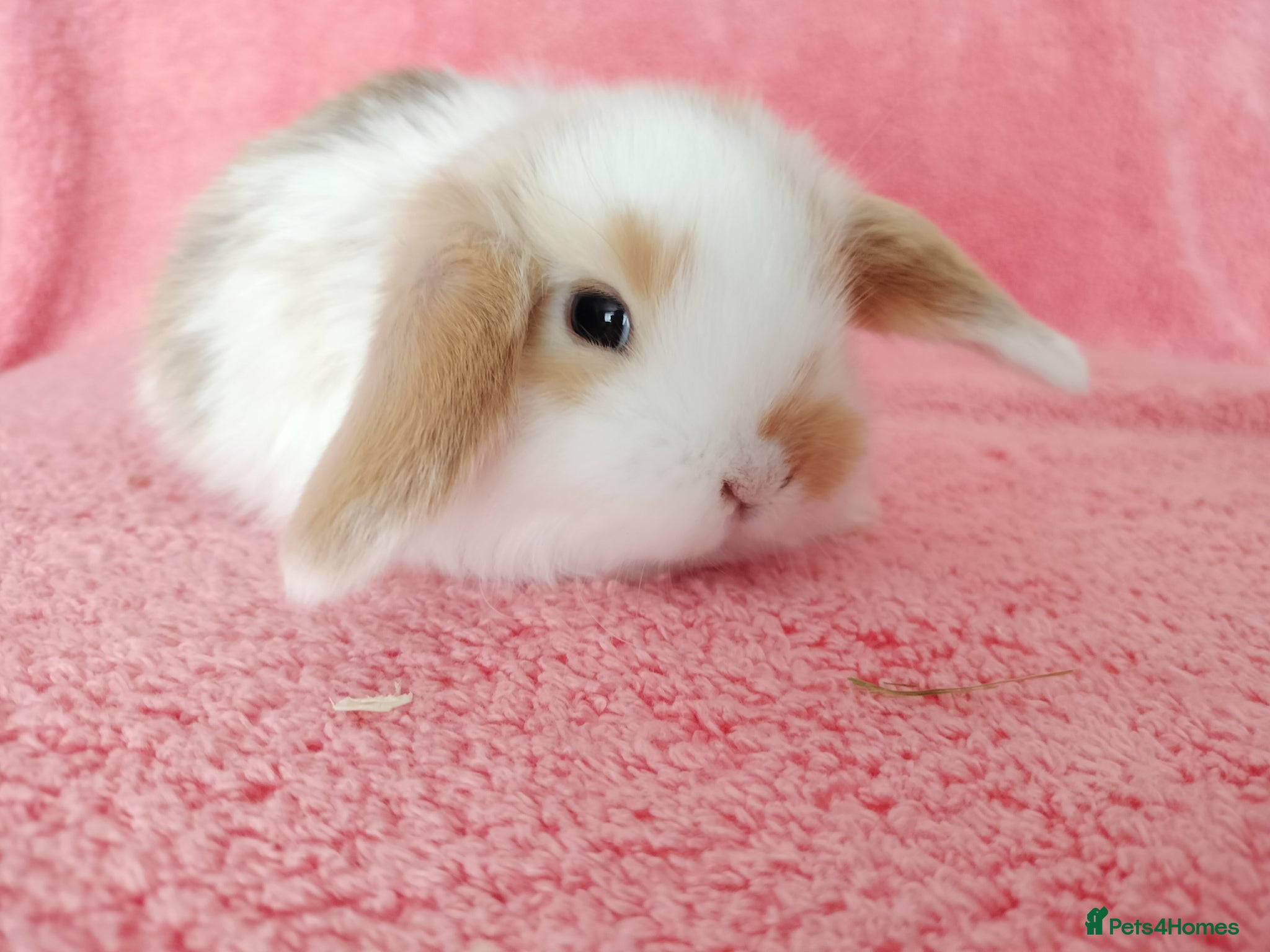 Mini Lop rabbits Baby mini lops for sale  - Advert 6