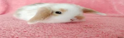 Mini Lop rabbits for sale: Baby mini lops for sale  - Advert 6