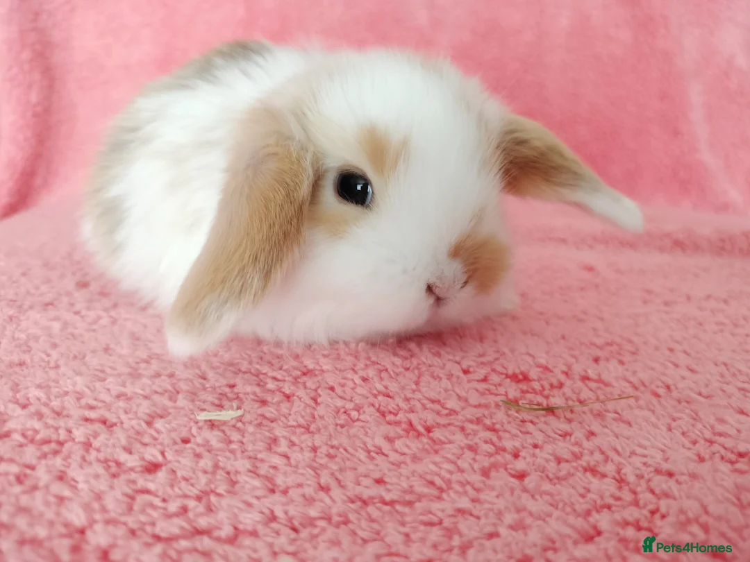 Mini Lop rabbits for sale: Baby mini lops for sale  - Advert 6