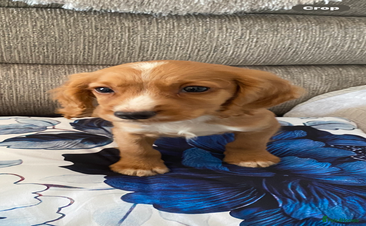 Cocker Spaniel dogs - Advert 1