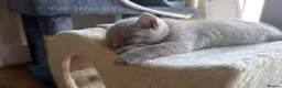 British Shorthair cats for sale: Baby Kittens British Shorthair in Gravesend - Advert 8