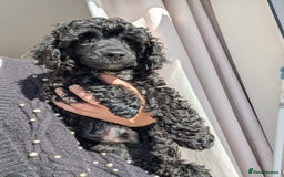 Miniature Poodle dogs for sale: Beautiful KC registered miniature poodles  - Image 11
