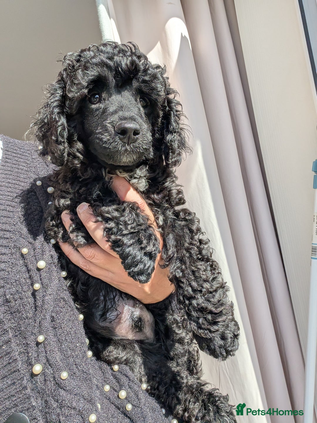 Miniature Poodle dogs for sale: Beautiful KC registered miniature poodles  - Image 11
