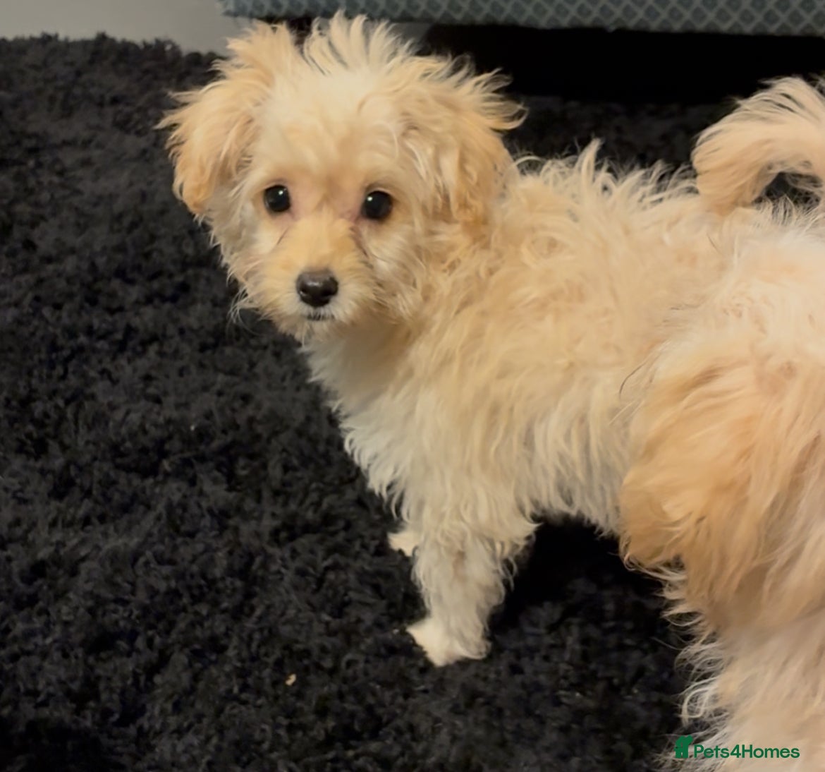 Chipoo dogs Beautiful Chipoo Puppies  - Advert 14