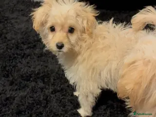 Chipoo dogs Beautiful Chipoo Puppies - Advert 7