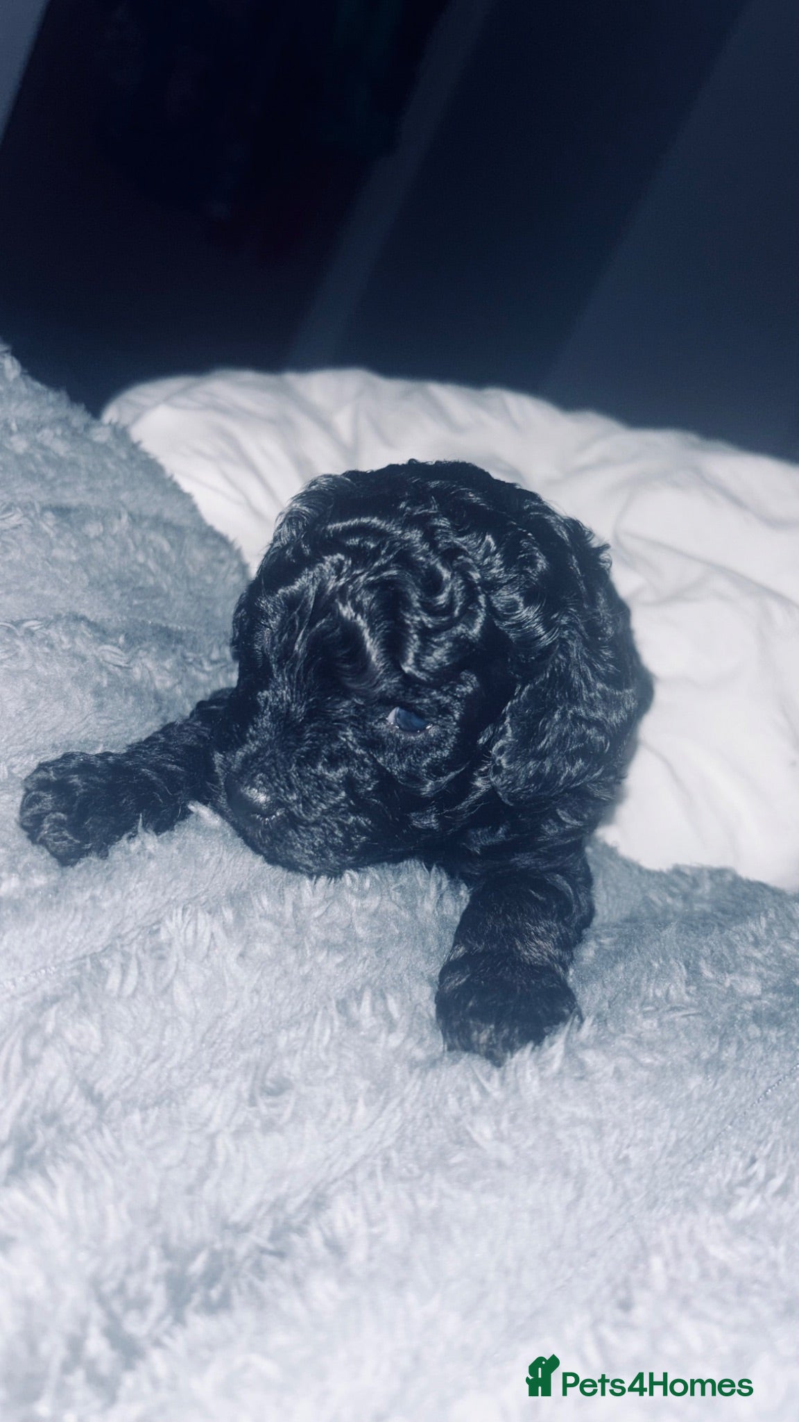 Cavapoo dogs *Last BOY REDUCED £1575*💙F1b Toy Cavapoo pups - Advert 2