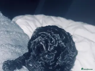Cavapoo dogs *Last BOY REDUCED £1575*💙F1b Toy Cavapoo pups - Advert 2