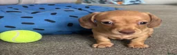 Miniature Dachshund dogs for sale: Gorgeous Trio of Mini Dachshunds in Portsmouth - Advert 9