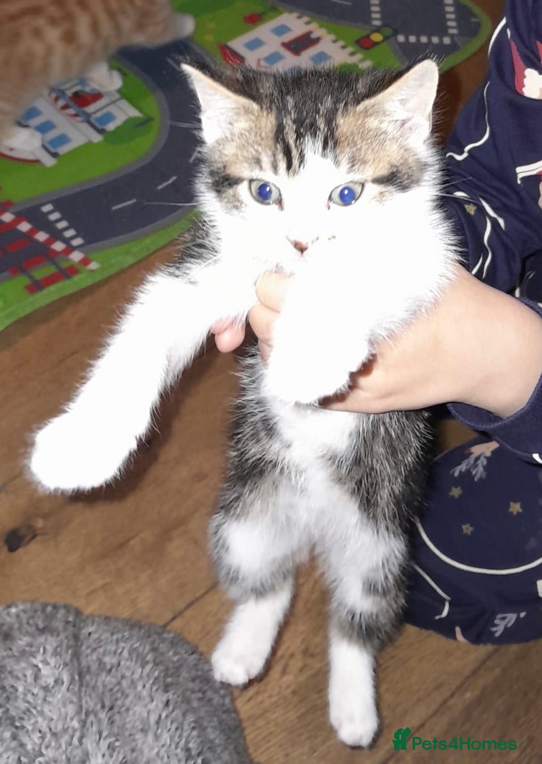 Mixed Breed cats for sale: 4 Adorable kittens for sale.  Ready now.  - Advert 11