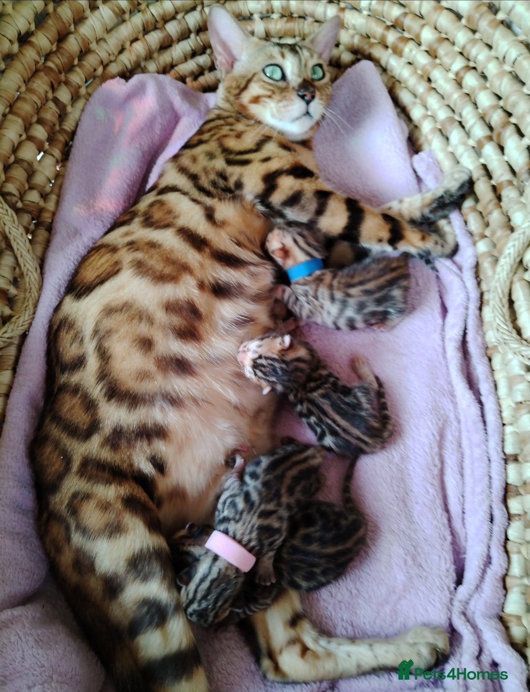 Bengal cats for sale: Bengals high guality kittens ready for new home  - Advert 5