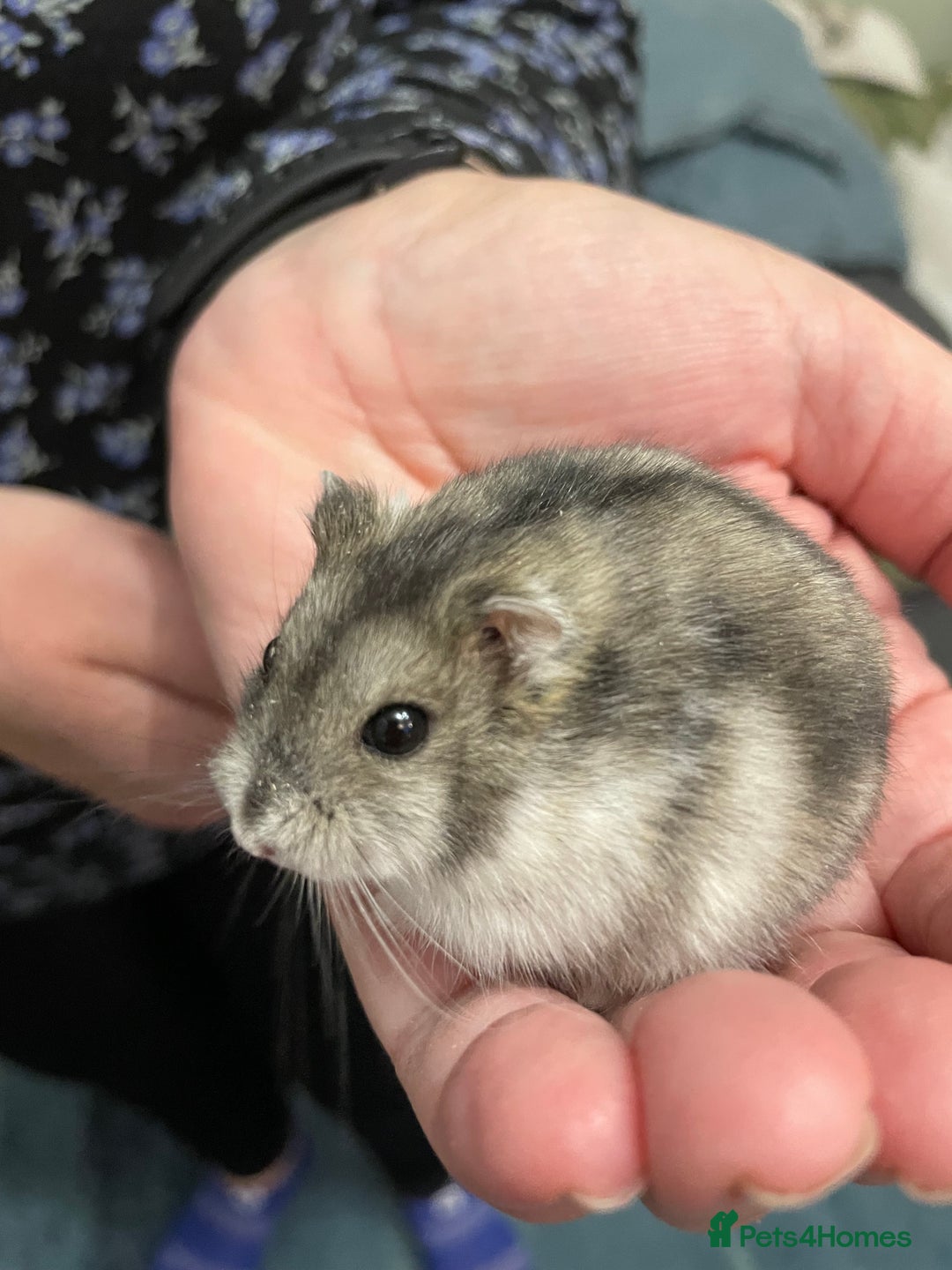 Hamster rodents for sale: Baby Winter White Russian hamsters from show stock - Image 22