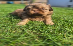 Shih Tzu dogs for sale: Shih Tzu Imperial (Karashishi) - Image 7