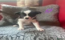 Border Collie dogs for sale: Border collies  - Image 11