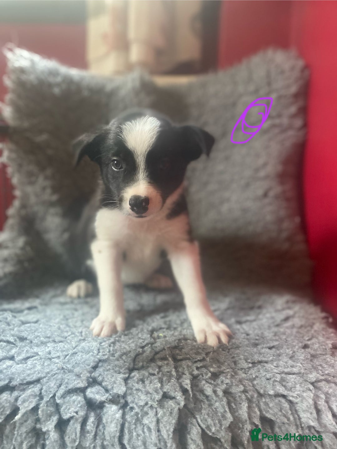 Border Collie dogs for sale: Border collies  - Image 11