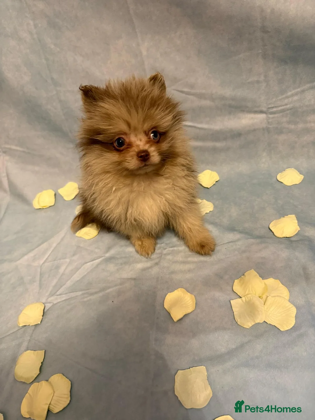 Pomeranian dogs for sale: Pomeranian puppies - Advert 6