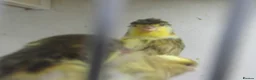 Canaries birds for sale: Young canary chicks for sale aviary bred in St. Neots - Advert 5