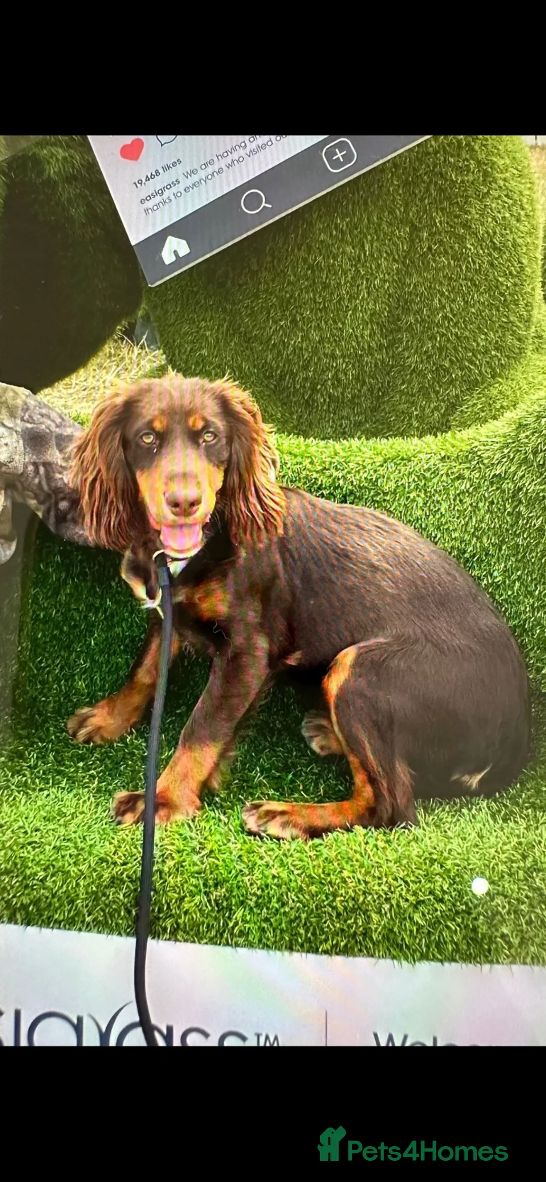 Cockapoo dogs for sale: Beautiful Cockerpoo puppies Mixture of colours  in Staines - Advert 2