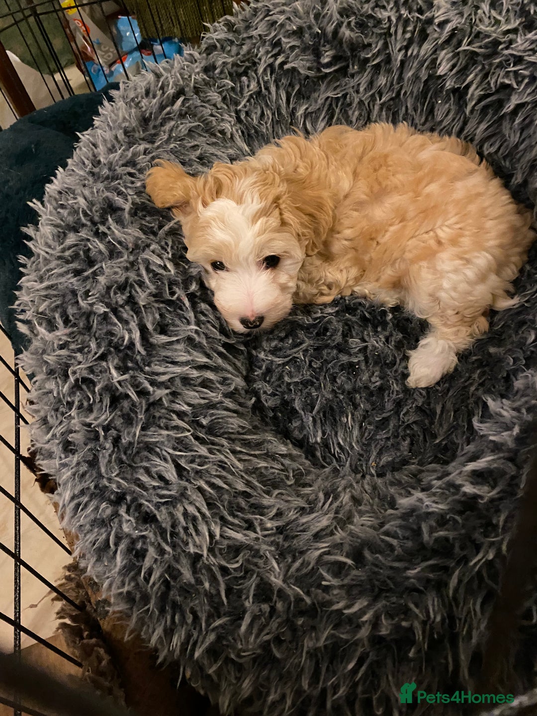 Chinese Crested dogs for sale: TRULY TRULY SCRUMPTIOUS apricot powder puff GIRL   - Advert 7