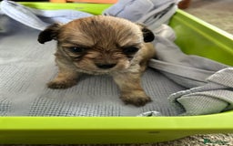 Chipoo dogs for sale: F1b Chipoo puppies - Image 8