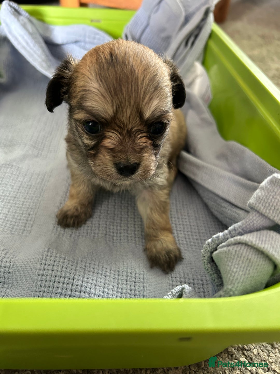 Chipoo dogs for sale: F1b Chipoo puppies - Image 8